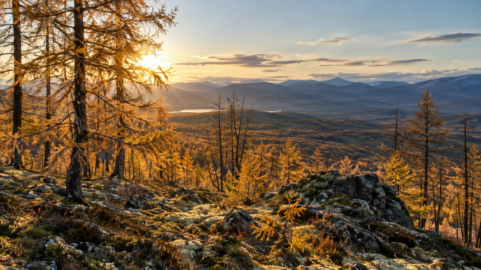 ПРН 1000495 Якутия — лиственницы в осеннем свете