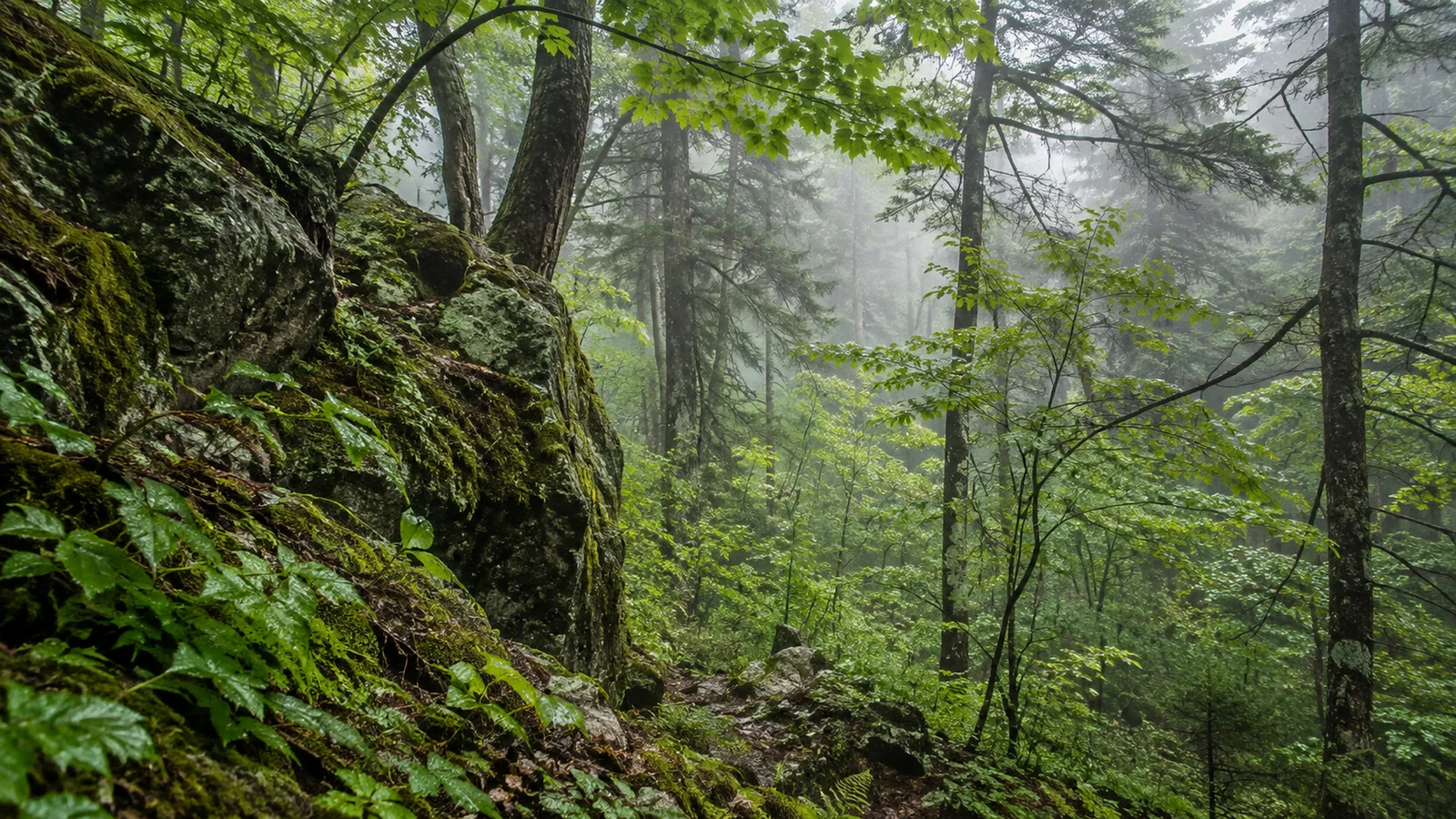 ПРН 1000603 Приморье туман между кедрами