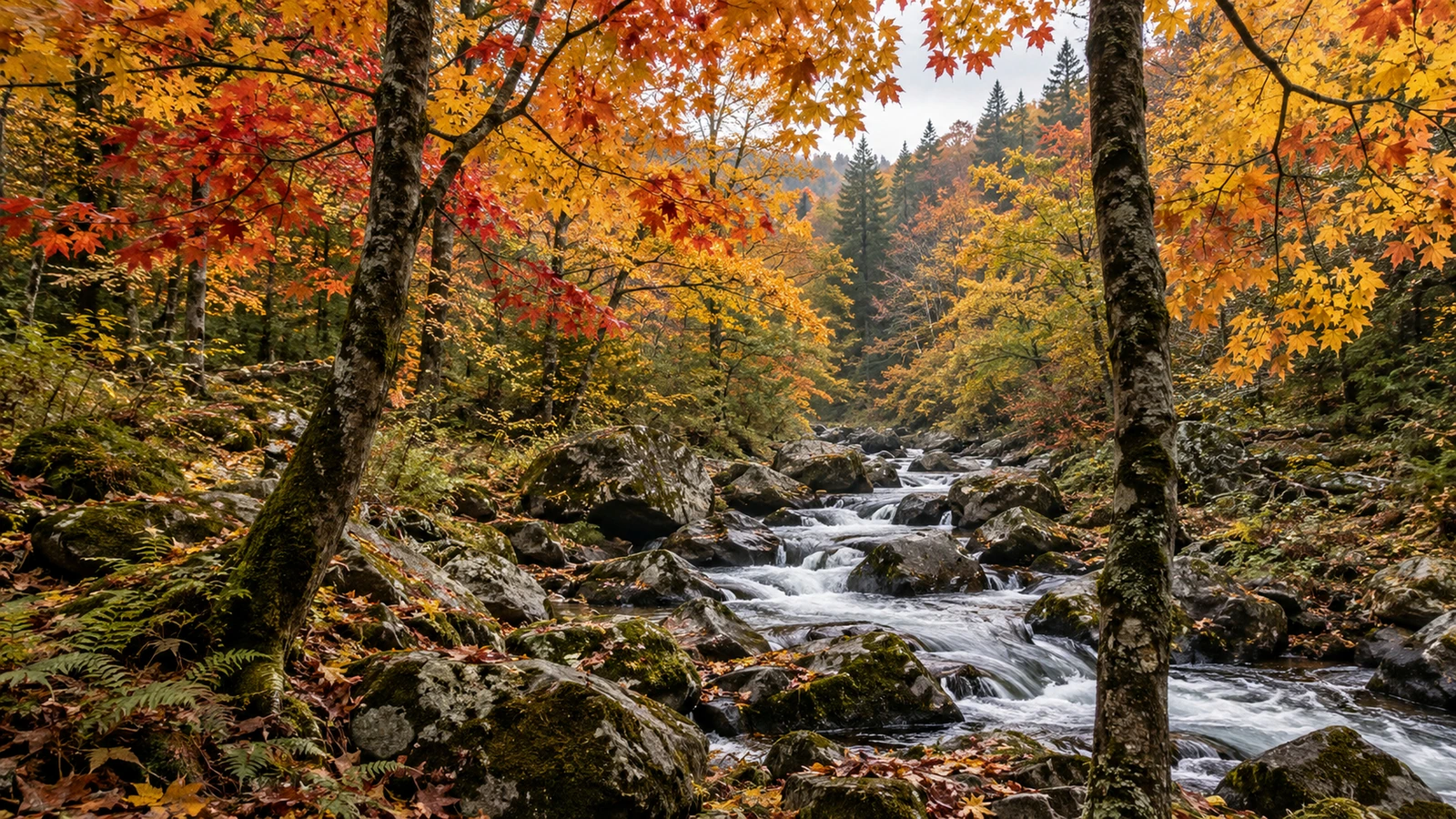ПРН 1000044 Осенний клёновый лес над каменистым ручьём